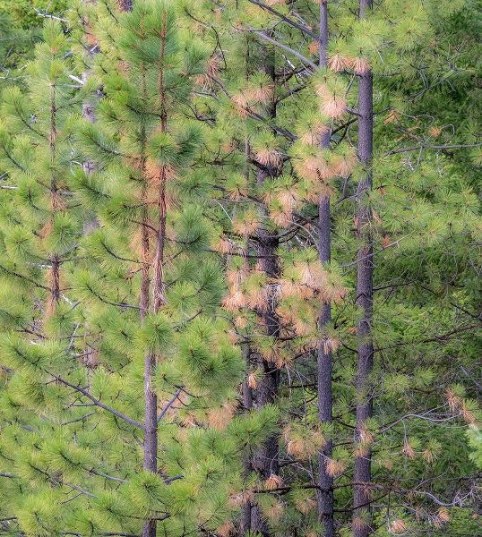Washington State-Blewett Pass in autumn and Pine Trees